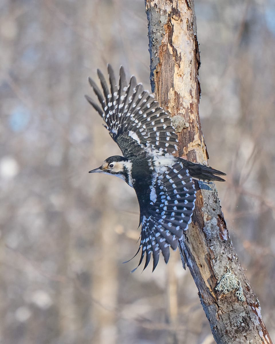 Valkoselkätikka naaras
